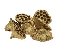 Gold Medium Dried Lotus Heads (6-8cm) Christmas Wreath Decoration