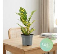 Gold Sun Croton (Codiaeum Variegatum) - 8.5Cm Pot
