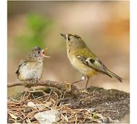 Goldcrest Greeting Sound Card By Really Wild Cards