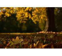 Golden Autumn Leaves-Adult 2000-Piece Wooden Puzzle Boards, Classic Challenge, Impossible 14 years+