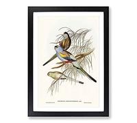 Golden-Backed Parakeets by Elizabeth Gould Framed Print | A2 Black Framed Wall Art | Ready to Hang | Modern Nature Picture | Living Room Bedroom Lounge Office