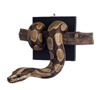 Golden Ball Python Wall Sculpture,Symbol of Strength & Prosperity, Hand-Painted Realistic Snake Wall Art, Resin Snake Walls Decor for Homes Bedroom Office