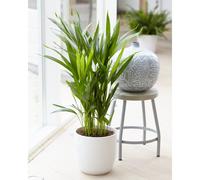 Golden Cane Butterfly Palm - Potted Ornamental Plant For Office 20-30Cm
