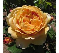 GOLDEN CELEBRATION - 5.5lt Potted David Austin Roses English/Shrub Garden Rose - Classic & Beautiful Deep Cupped Golden Blooms - Highly Fragrant - Ideal 50th Celebration Gift