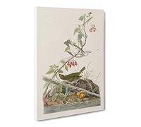 Golden Crowned Thrush By John James Audubon Canvas Print | Gallery Wrapped 30mm Frame Wall Art | 20x14 inches | Ready to Hang | Retro Picture | Living Room Bedroom Lounge Office