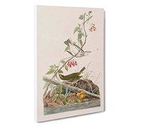 Golden-Crowned Thrush by John James Audubon Canvas Print | Gallery Wrapped 30mm Frame Wall Art | 30x20 inches | Ready to Hang | Modern Picture | Living Room Bedroom Lounge Office