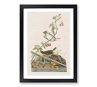 Golden-Crowned Thrush by John James Audubon Framed Print | A2 Black Framed Wall Art | Ready to Hang | Modern Nature Picture | Living Room Bedroom Lounge Office