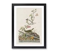 Golden Crowned Thrush By John James Audubon Vintage Framed Print | A2 Black Framed Wall Art | Ready to Hang | Classic Nature Picture | Living Room Bedroom Lounge Office