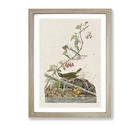 Golden Crowned Thrush By John James Audubon Vintage Framed Print | A2 Oak Framed Wall Art | Ready to Hang | Classic Nature Picture | Living Room Bedroom Lounge Office