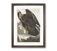 Golden Eagle By John James Audubon Vintage Framed Print | A2 Walnut Framed Wall Art | Ready to Hang | Classic Animal Picture | Living Room Bedroom Lounge Office