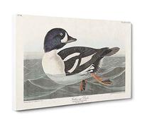 Golden-Eye Duck by John James Audubon Canvas Print | Gallery Wrapped 30mm Frame Wall Art | 30x20 inches | Ready to Hang | Modern Bird Picture | Living Room Bedroom Lounge Office