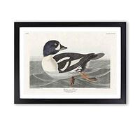 Golden-Eye Duck by John James Audubon Framed Print | A2 Black Framed Wall Art | Ready to Hang | Modern Animal Picture | Living Room Bedroom Lounge Office
