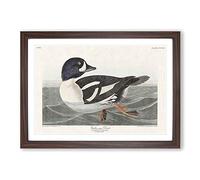 Golden-Eye Duck by John James Audubon Framed Print | A2 Walnut Framed Wall Art | Ready to Hang | Modern Animal Picture | Living Room Bedroom Lounge Office