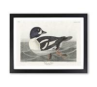 Golden Eye Duck By John James Audubon Vintage Framed Print | A4 Black Framed Wall Art | Ready to Hang | Classic Animal Picture | Living Room Bedroom Lounge Office