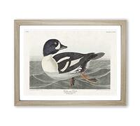 Golden Eye Duck By John James Audubon Vintage Framed Print | A4 Oak Framed Wall Art | Ready to Hang | Classic Animal Picture | Living Room Bedroom Lounge Office