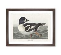 Golden Eye Duck By John James Audubon Vintage Framed Print | A4 Walnut Framed Wall Art | Ready to Hang | Classic Animal Picture | Living Room Bedroom Lounge Office