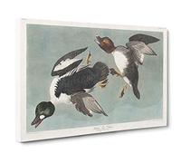 Golden-Eye Ducks by John James Audubon Canvas Print | Gallery Wrapped 30mm Frame Wall Art | 30x20 inches | Ready to Hang | Modern Bird Picture | Living Room Bedroom Lounge Office
