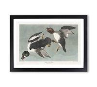 Golden-Eye Ducks by John James Audubon Framed Print | A2 Black Framed Wall Art | Ready to Hang | Modern Animal Picture | Living Room Bedroom Lounge Office