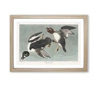 Golden-Eye Ducks by John James Audubon Framed Print | A2 Oak Framed Wall Art | Ready to Hang | Modern Animal Picture | Living Room Bedroom Lounge Office