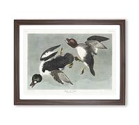 Golden Eye Ducks By John James Audubon Vintage Framed Print | A2 Walnut Framed Wall Art | Ready to Hang | Classic Animal Picture | Living Room Bedroom Lounge Office