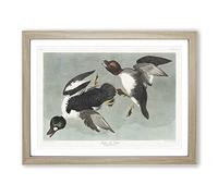Golden Eye Ducks By John James Audubon Vintage Framed Print | A3 Oak Framed Wall Art | Ready to Hang | Classic Animal Picture | Living Room Bedroom Lounge Office