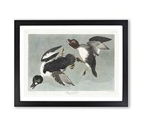 Golden Eye Ducks By John James Audubon Vintage Framed Print | A4 Black Framed Wall Art | Ready to Hang | Classic Animal Picture | Living Room Bedroom Lounge Office