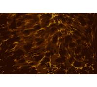 Golden Gate F-4113 Acoustic Guitar Pickguard Sheet, Marble Yellow Tortoise