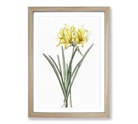 Golden Hurricane Lily by Pierre-Joseph Redoute Framed Print | A2 Oak Framed Wall Art | Ready to Hang | Modern Floral Picture | Living Room Bedroom Lounge Office