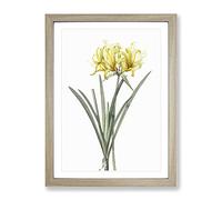 Golden Hurricane Lily By Pierre Joseph Redoute Vintage Framed Print | A4 Oak Framed Wall Art | Ready to Hang | Classic Floral Picture | Living Room Bedroom Lounge Office