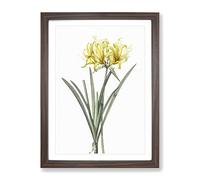 Golden Hurricane Lily By Pierre Joseph Redoute Vintage Framed Print | A4 Walnut Framed Wall Art | Ready to Hang | Classic Floral Picture | Living Room Bedroom Lounge Office