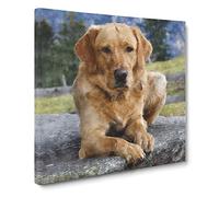Golden Labrador Dog Vol.2 Canvas Print | Gallery Wrapped 30mm Frame Wall Art | 14x14 inches | Ready to Hang | Modern Animals Picture | Living Room Bedroom Lounge Office