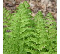 Golden Male Fern Cristata Dryopteris Affinis Outdoor Ferns Jungle Plant 2L Pot Plant Theory Green One Size