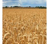 Golden Non-GMO Wheat For Rustic Decor, Easy to Grow Oats, Heirloom, Indian Grass Seed, Blue-Green Blades, Suitable For Crafting