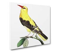 Golden Oriole Bird by George Shaw Canvas Print | Gallery Wrapped 30mm Frame Wall Art | 20x20 inches | Ready to Hang | Retro Animals Picture | Living Room Bedroom Lounge Office