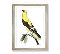 Golden Oriole Bird By George Shaw Vintage Framed Wall Art Print, Ready to Hang Picture for Living Room Bedroom Home Office Décor, Oak A4 (34 x 25 cm)