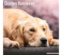 Avonside Publishing Calendar – Golden Retriever 2026 – Square wall, Plastic-free packaging