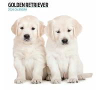 Golden Retriever 2026 Modern Calendar