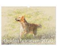 Golden Retriever 2026 UK-Version (Wall Calendar 2026 DIN A3 Landscape), CALVENDO 12 Month Wall Calendar