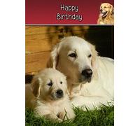 Golden Retriever Birthday Card
