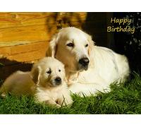 Golden Retriever Birthday Card
