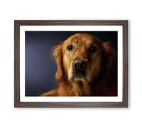 Golden Retriever Dog 2 Modern Framed Wall Art Print, Ready to Hang Picture for Living Room Bedroom Home Office Décor, Walnut A4 (34 x 25 cm)