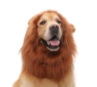Golden Retriever Dog Cat Funny Cute Cute Wig Lion Head Hat