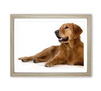 Golden Retriever Dog No.2 Modern Framed Wall Art Print, Ready to Hang Picture for Living Room Bedroom Home Office Décor, Oak A4 (34 x 25 cm)