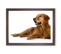 Golden Retriever Dog No.2 Modern Framed Wall Art Print, Ready to Hang Picture for Living Room Bedroom Home Office Décor, Walnut A4 (34 x 25 cm)