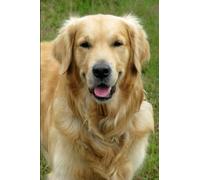 Golden Retriever Notebook: Golden Retriever Notebook Journal Animal Themed For Dog Lovers | 6x9 120 Pages Blank Lined Journal Diary | School Girls Boys Kids Women Gift