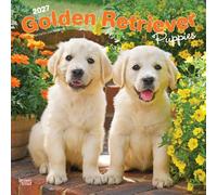 Golden Retriever Puppies 2027 Square Flap by Browntrout (Calendar)