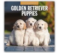 Golden Retriever Puppies 2027 Square Wall Calendar: Original Red Robin Publishing Ltd-Kalender [Mehrsprachig] [Kalender]