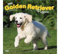 Golden Retriever Puppies Calendar 2025