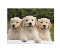 Golden Retriever Puppies Canvas Wall Art Wall Painting Modern Prints Artwork Posters Unframed for Living Room Bedroom Kitchen Home Decor 15.7x11.8inch