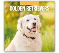 Golden Retrievers 2026 Square Wall Calendar
